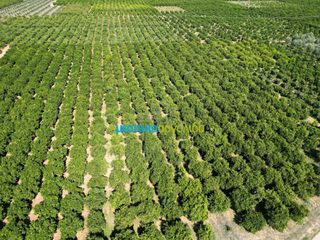 Αγροτεμάχια 9.187,26 τ.μ. πρός πώληση, Αργολίδα, Κουτσοπόδι-thumb-4