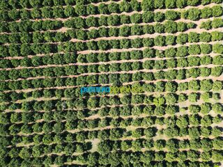 Αγροτεμάχια 9.187,26 τ.μ. πρός πώληση, Αργολίδα, Κουτσοπόδι-thumb-11