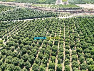 Αγροτεμάχια 9.187,26 τ.μ. πρός πώληση, Αργολίδα, Κουτσοπόδι-thumb-9