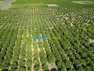 Αγροτεμάχια 9.187,26 τ.μ. πρός πώληση, Αργολίδα, Κουτσοπόδι-thumb-13