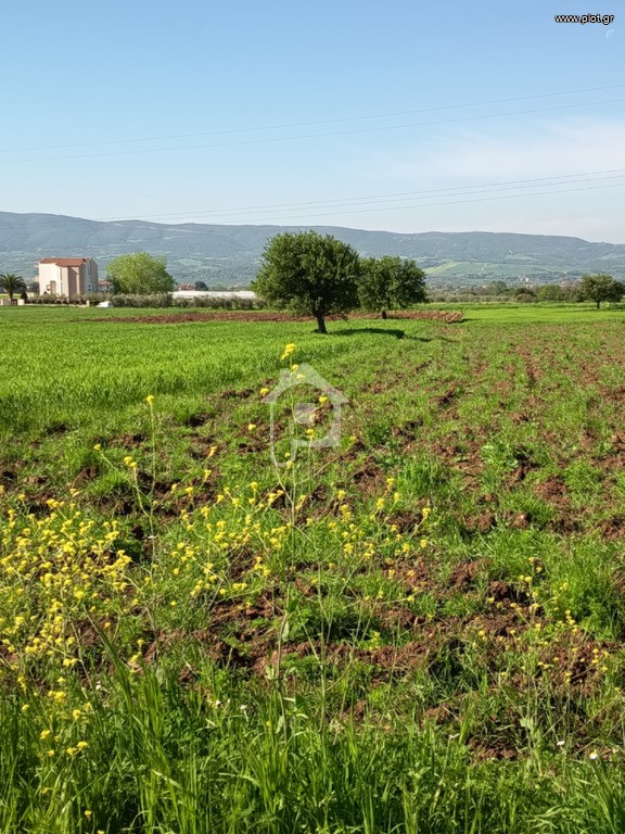 Αγροτεμάχια 3.500 τ.μ. πρός πώληση, Θεσσαλονίκη - Περιφ/Κοί Δήμοι, Θέρμη