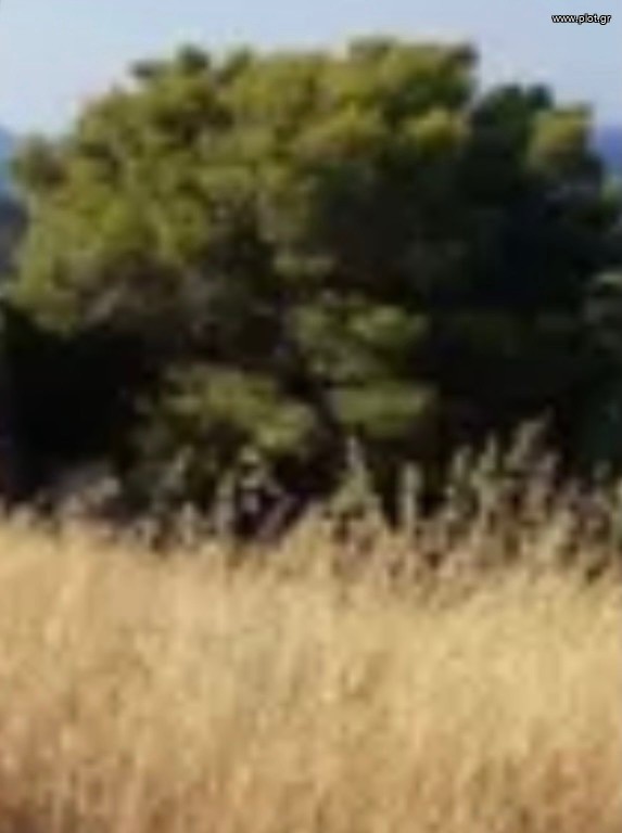 Οικόπεδο 275 τ.μ. προς πώληση, Μηλαδέζα