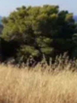 Οικόπεδο 275 τ.μ. πρός πώληση