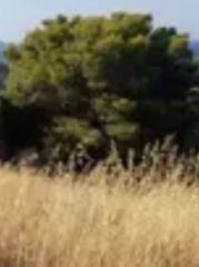 Οικόπεδο 275 τ.μ. πρός πώληση