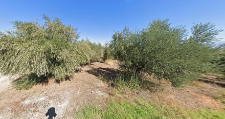 Χωράφι με ελιές και δυνατότητα δομησης - 9.000 τ.μ. προς πώληση