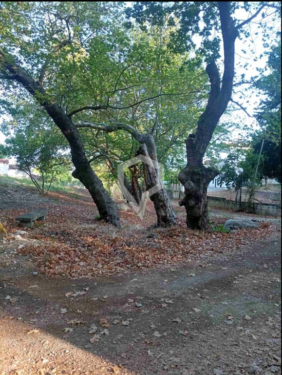 Οικόπεδο 2.300 τ.μ. προς πώληση, Προσκυνάς