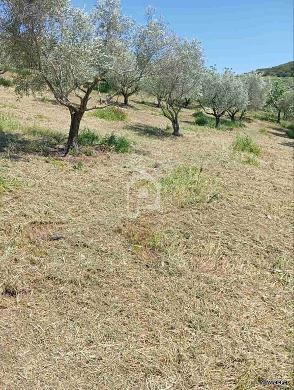 Αγροτεμάχια 3.000 τ.μ. πρός πώληση, Φθιώτιδας, Μακρακώμη