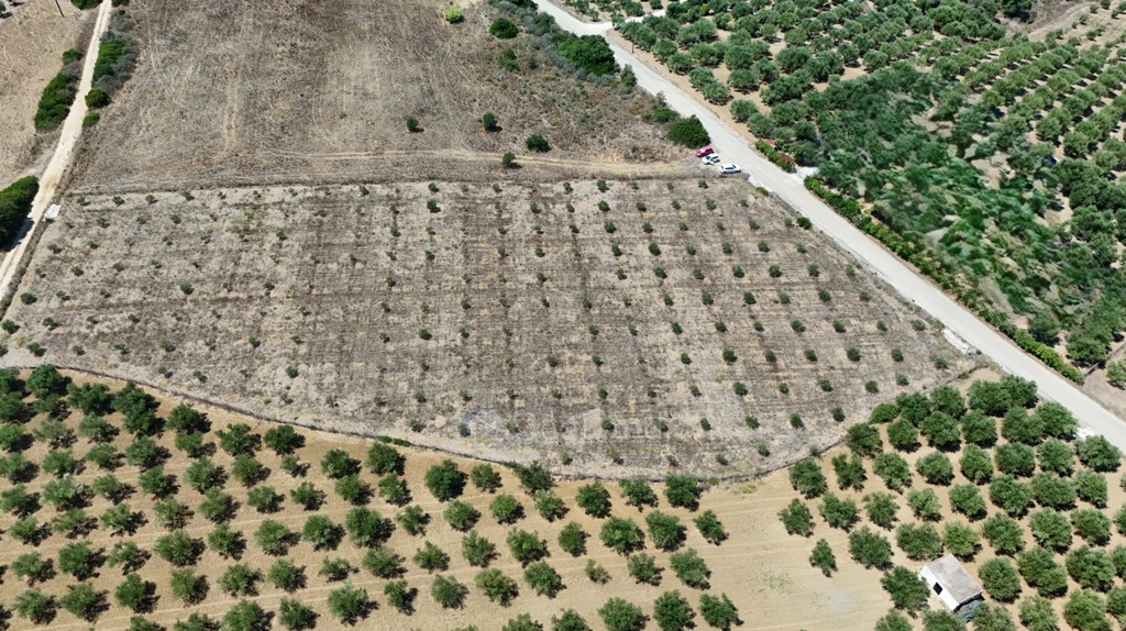 Αγροτεμάχια 9.874 τ.μ. προς πώληση, Φοινίκη Μεθώνης