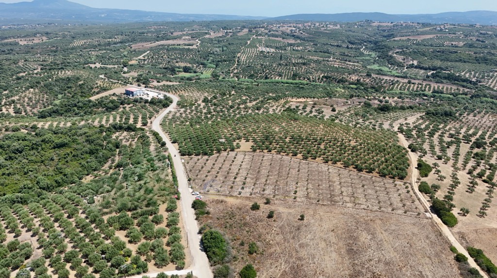 Αγροτεμάχια 9.874 τ.μ. προς πώληση, Φοινίκη Μεθώνης