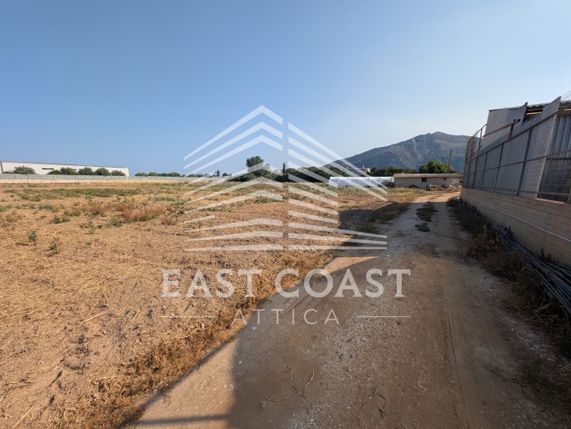 Αγροτεμάχια 12.000 τ.μ. προς πώληση, Βρανάς Μαραθώνα