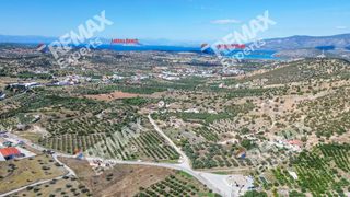 Αγροτεμάχια 6.387 τ.μ. προς πώληση