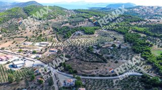 Αγροτεμάχια 6.387 τ.μ. προς πώληση, Κρανίδι-thumb-15