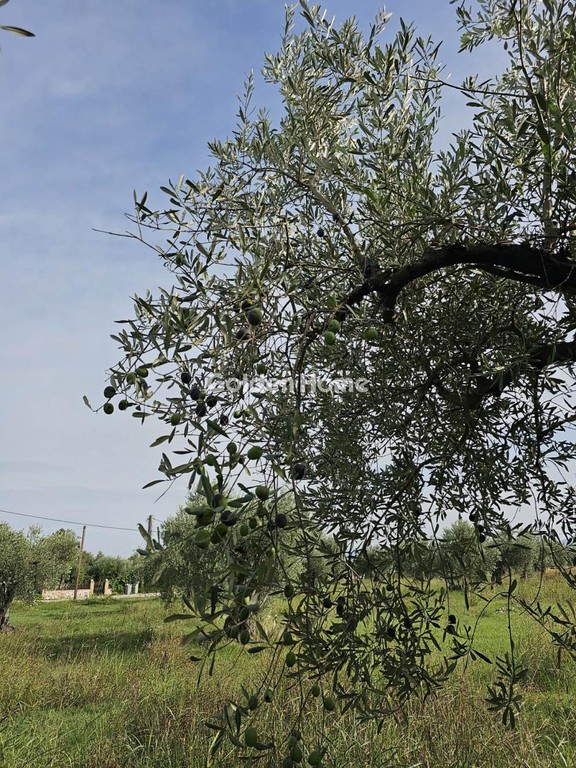 Αγροτεμάχια 4.950 τ.μ. προς πώληση, Κανατάδικα