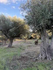 Οικόπεδο 1.760 τ.μ. προς πώληση, Ιθώμη Μεσσηνίας-thumb-19