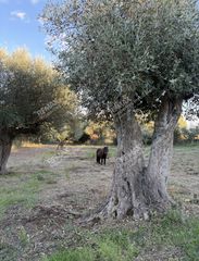 Οικόπεδο 1.760 τ.μ. προς πώληση, Ιθώμη Μεσσηνίας-thumb-12