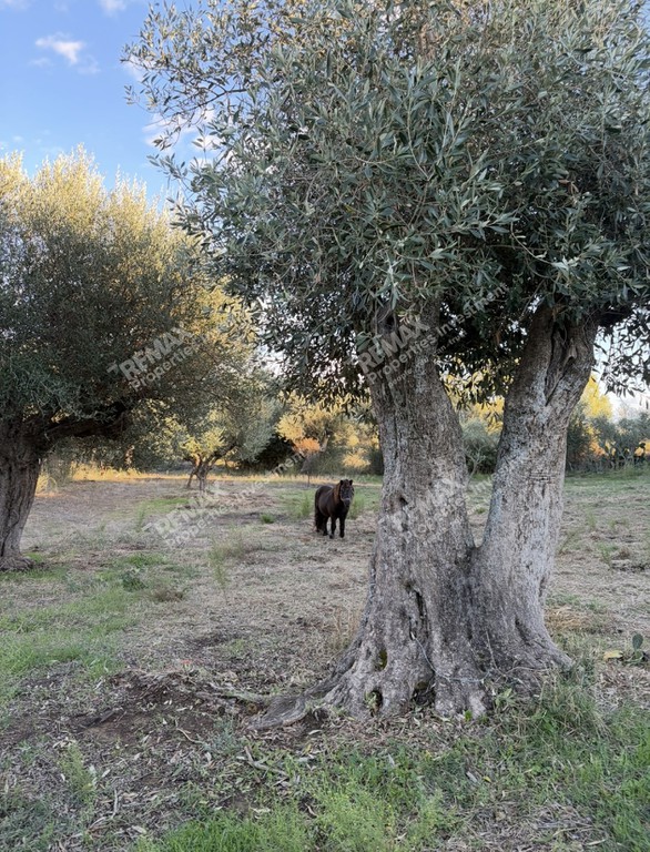 Οικόπεδο 1.760 τ.μ. προς πώληση, Ιθώμη Μεσσηνίας