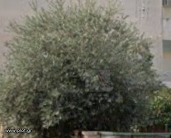 Οικόπεδο 281 τ.μ. προς πώληση, Παλατιανή