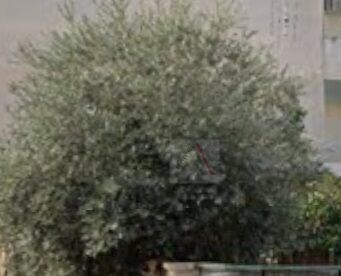 Land plot 281 sqm for sale