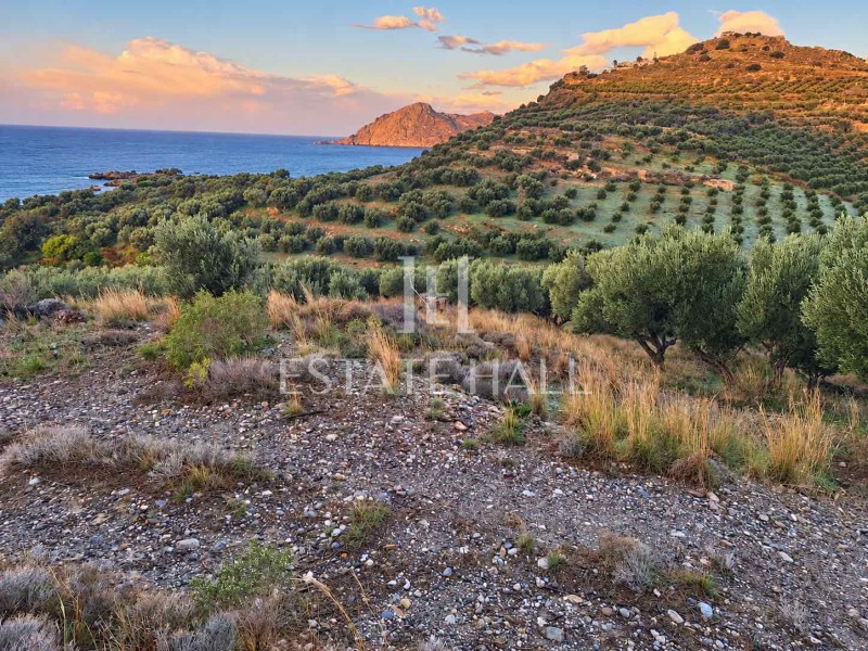 Οικόπεδο 4.234 τ.μ. προς πώληση, Μύρθιος Φοινίκα