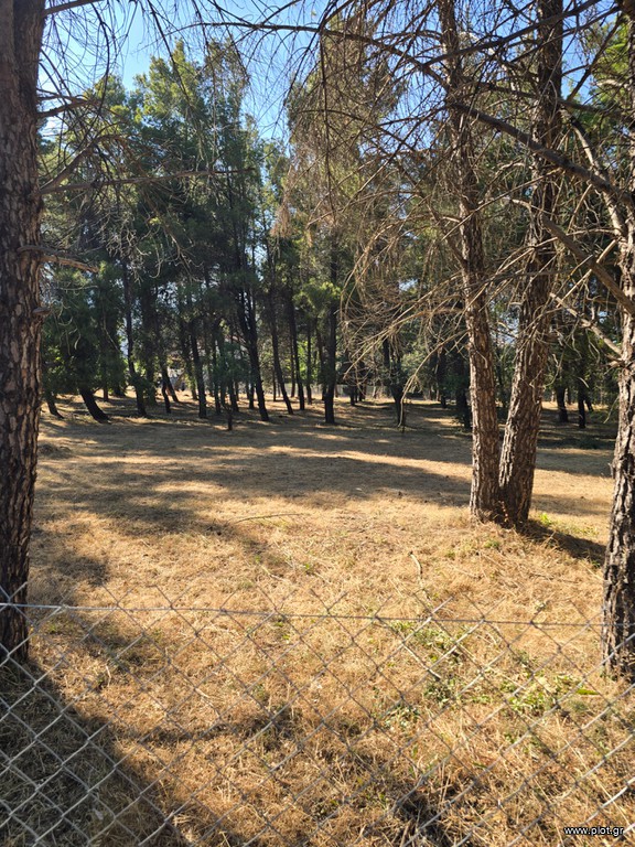 Οικόπεδο 4.500 τ.μ. προς πώληση, Φασιδέρη