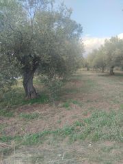 Οικόπεδο 2.206 τ.μ. προς πώληση, Κίρρα Ιτέας-thumb-4