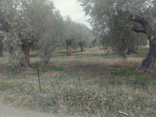 Οικόπεδο 2.206 τ.μ. προς πώληση, Κίρρα Ιτέας-thumb-9