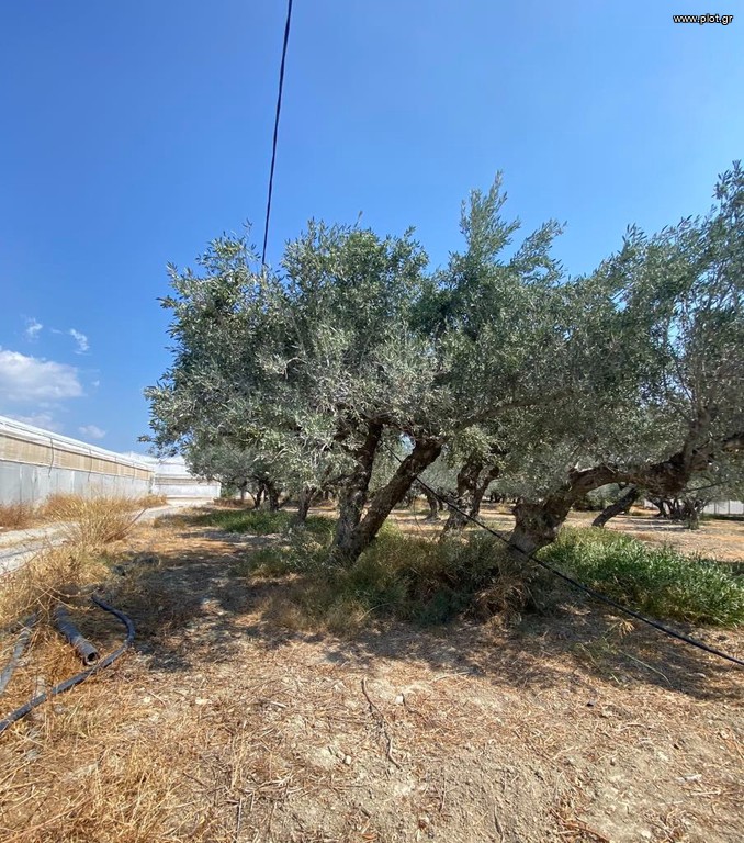 Αγροτεμάχια 2.350 τ.μ. προς πώληση, Γρα Λυγιά