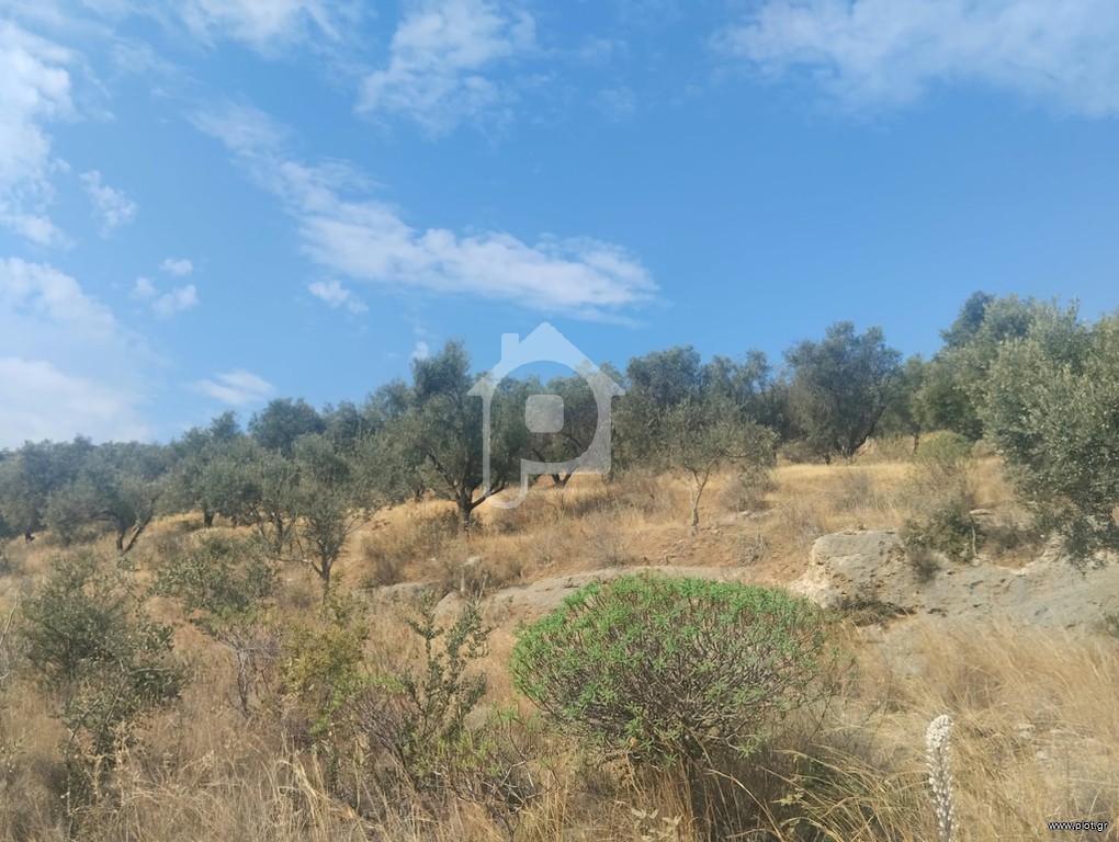 Αγροτεμάχια 6.092 τ.μ. προς πώληση, Κέντρο Ιτέας