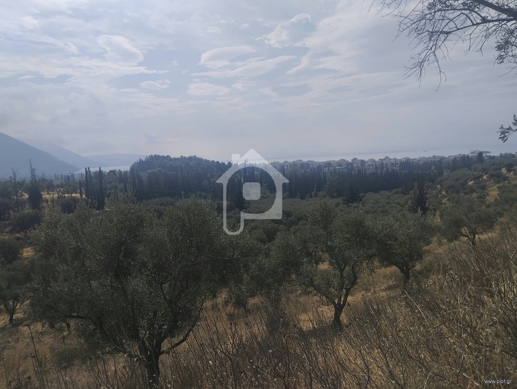 Αγροτεμάχια 6.092 τ.μ. προς πώληση, Κέντρο Ιτέας