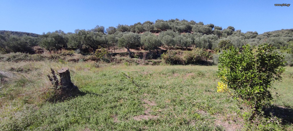 Οικόπεδο 4.960 τ.μ. προς πώληση, Καραβάς Μυστρά