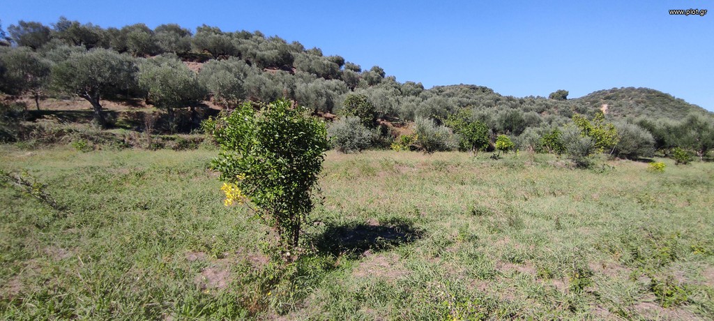 Οικόπεδο 4.960 τ.μ. προς πώληση, Καραβάς Μυστρά