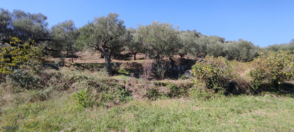 Οικόπεδο 4.960 τ.μ. προς πώληση, Καραβάς Μυστρά