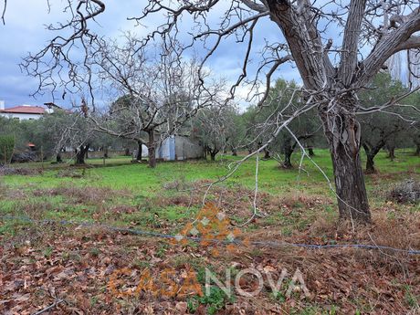Αγροτεμάχια 1.905 τ.μ. προς πώληση