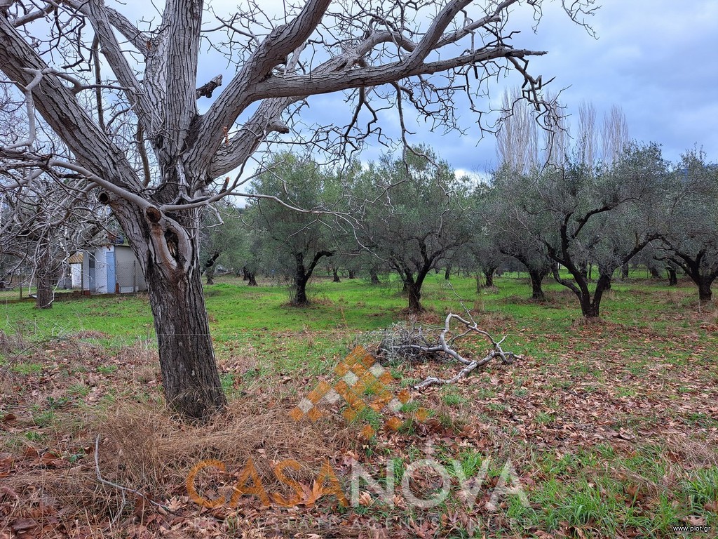 Αγροτεμάχια 1.905 τ.μ. προς πώληση, Νέος Μαρμαράς