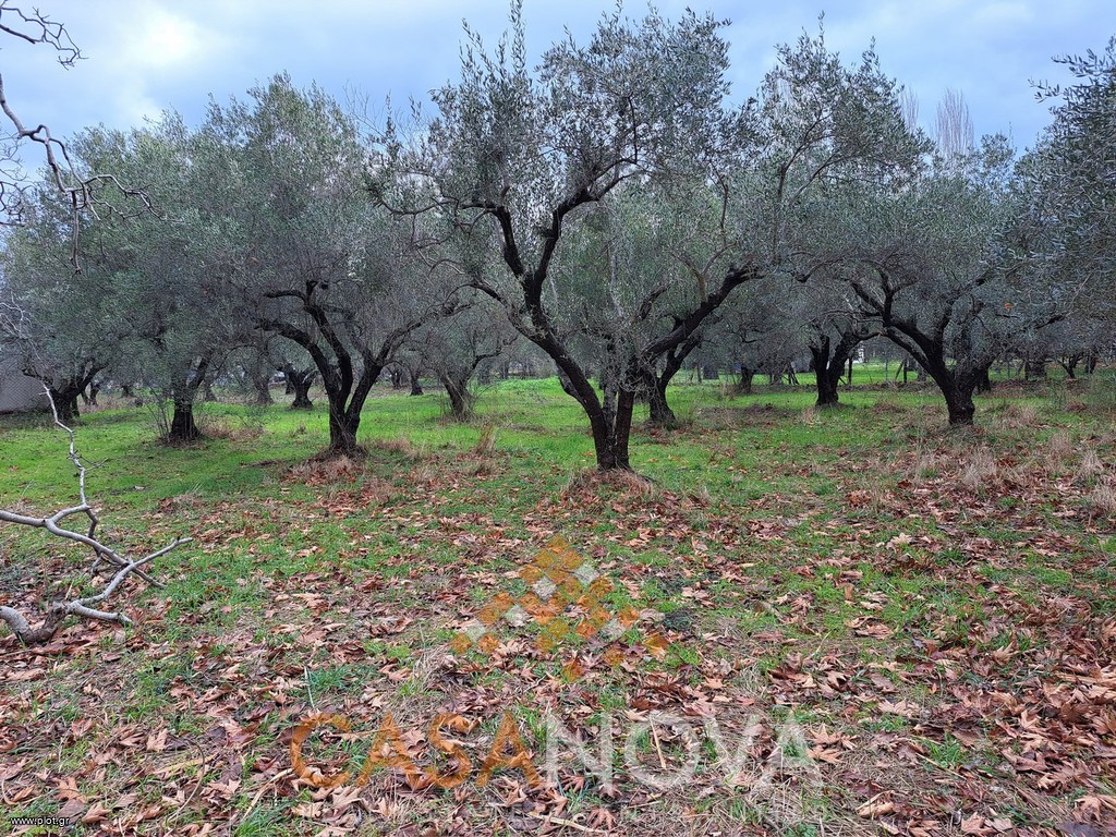 Αγροτεμάχια 1.905 τ.μ. προς πώληση, Νέος Μαρμαράς