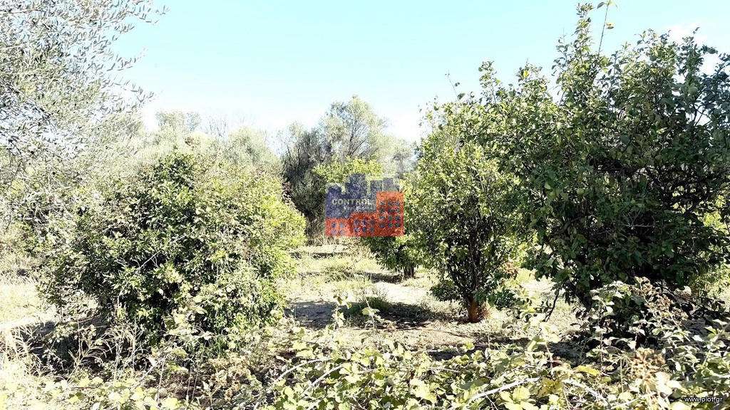 Αγροτεμάχια 1.974 τ.μ. προς πώληση, Διγελιώτικα