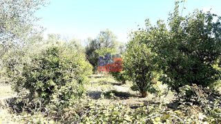 Αγροτεμάχια 1.974 τ.μ. προς πώληση
