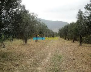 Αγροτεμάχια 5.907 τ.μ. προς πώληση