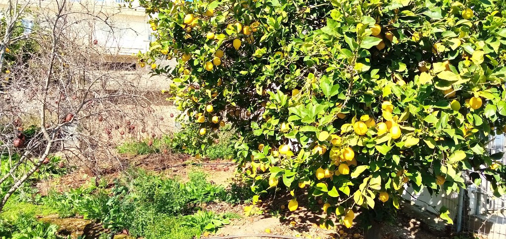 Οικόπεδο 575 τ.μ. προς πώληση, Λεγρενά