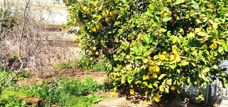Land plot 575 sqm for sale