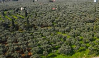 Οικόπεδο 280 τ.μ. προς πώληση