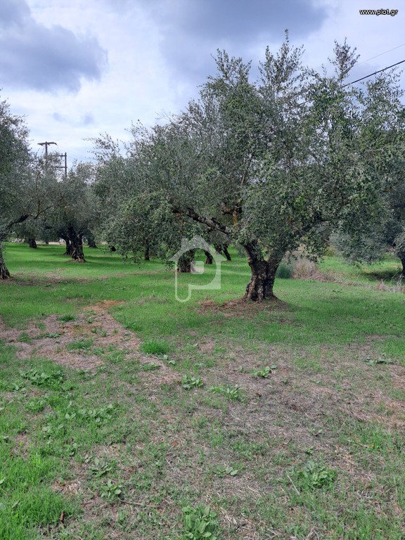Αγροτεμάχια 14.083 τ.μ. προς πώληση, Χώρα Νέστορα