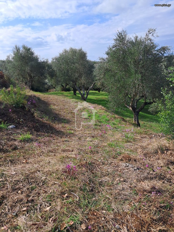 Αγροτεμάχια 14.083 τ.μ. προς πώληση, Χώρα Νέστορα