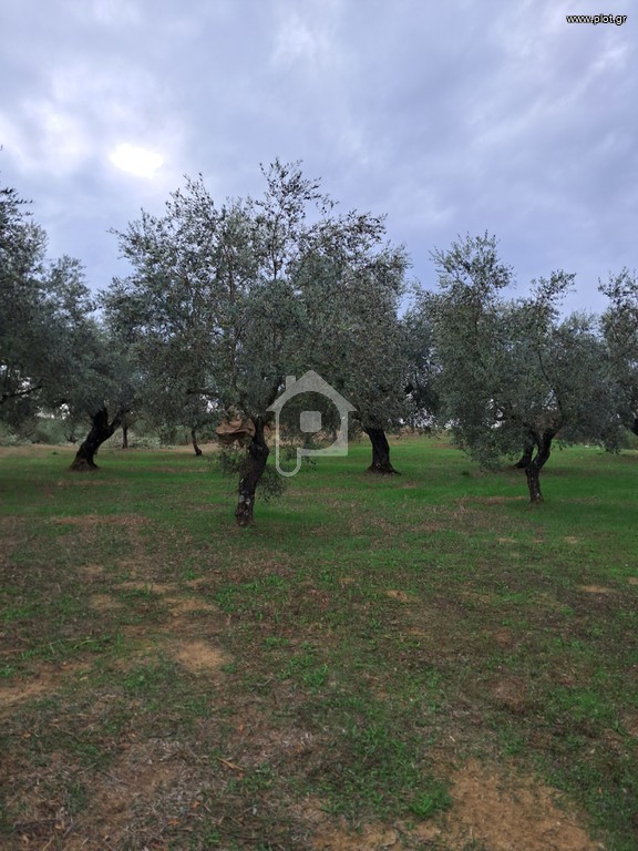Αγροτεμάχια 14.083 τ.μ. προς πώληση, Χώρα Νέστορα