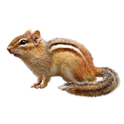 Σκιουράκια