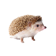 Σκατζοχοιράκια