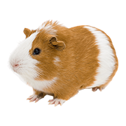 Ινδικά Χοιρίδια