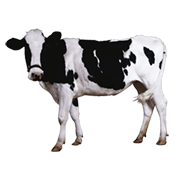 Αγελάδες - Μοσχάρια