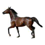 Άλογα / Πόνι