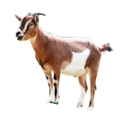 Γίδες / Κατσίκια